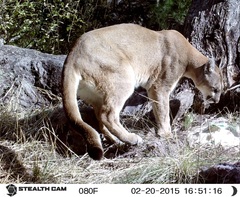 Puma concolor couguar
