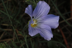 Linum perenne