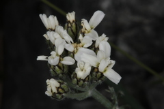 Achillea clavennae