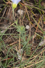 Linum perenne