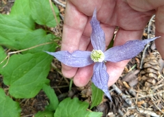 Clematis occidentalis