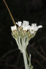 Achillea clavennae