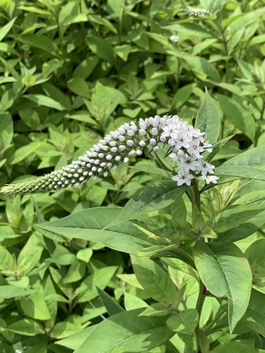 Lysimachia clethroides