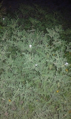 Datura quercifolia