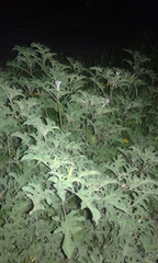 Datura quercifolia
