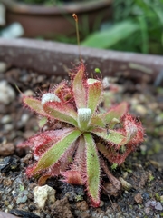 Drosera graomogolensis