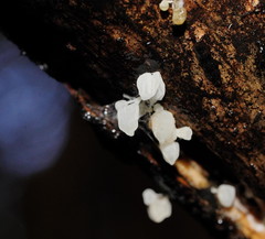 Physalacria australiensis