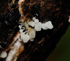 Physalacria australiensis