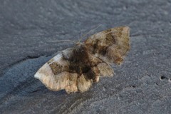 Metarranthis refractaria