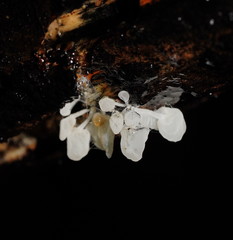 Physalacria australiensis