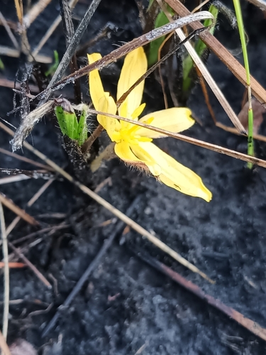 Gorgojo (Curculigo scorzonerifolia)