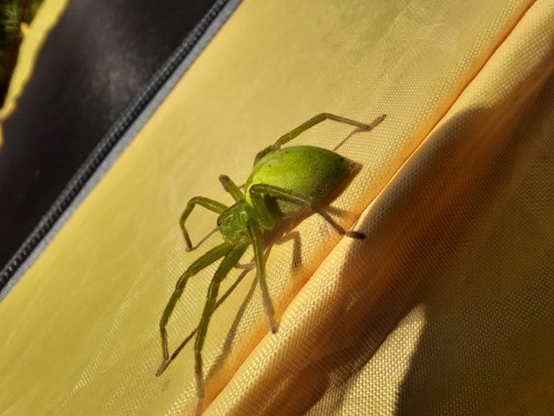 Green Huntsman Spider