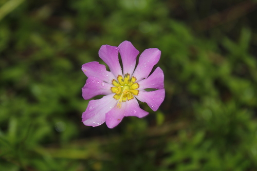 Image of Sabatia kennedyana by (c) Alex Karasoulos, some rights reserved (CC BY)