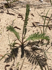 Tanacetum bipinnatum
