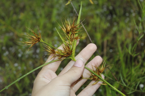 Image of Rhynchospora macrostachya by (c) Alex Karasoulos, some rights reserved (CC BY)