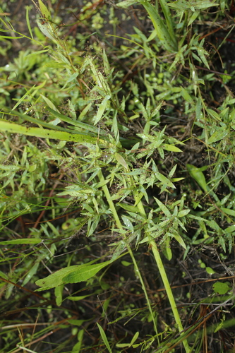 Image of Wright's Rosette Grass (Dichanthelium wrightianum) by (c) Alex Karasoulos, some rights reserved (CC BY)