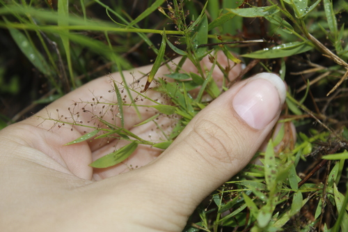 Image of Dichanthelium wrightianum by (c) Alex Karasoulos, some rights reserved (CC BY)
