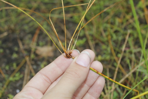 Black-fruited Spikerush (Eleocharis melanocarpa)