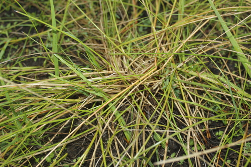 Image of Eleocharis melanocarpa by (c) Alex Karasoulos, some rights reserved (CC BY)
