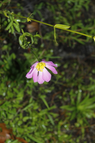 Image of Sabatia kennedyana by (c) Alex Karasoulos, some rights reserved (CC BY)