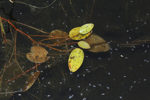 Image of Potamogeton oakesianus by (c) Alex Karasoulos, some rights reserved (CC BY)