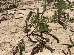 Tanacetum bipinnatum