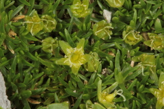 Cherleria sedoides
