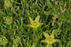 Cherleria sedoides