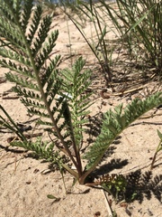 Tanacetum bipinnatum