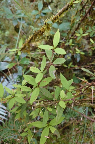 Berberis hayatana, photograph 6