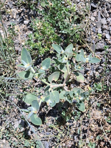 Euphorbia petiolata, 2024-06-01