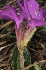Primula clusiana