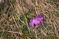 Primula clusiana