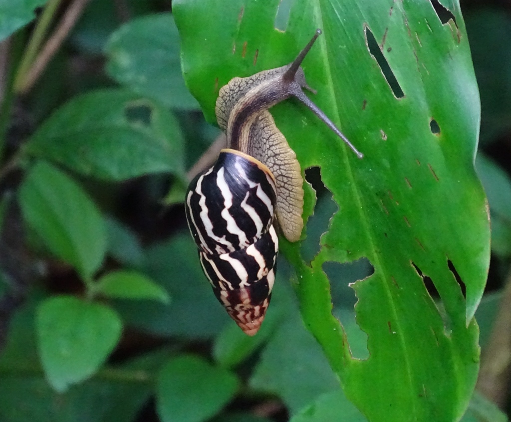 Limicolaria