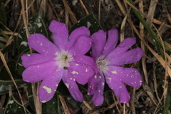 Primula clusiana