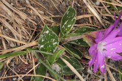 Primula clusiana