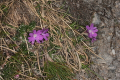 Primula clusiana