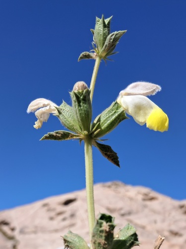 Phlomoides labiosa