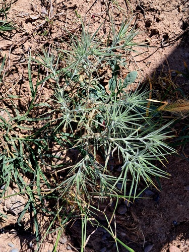 Ceratocarpus arenarius