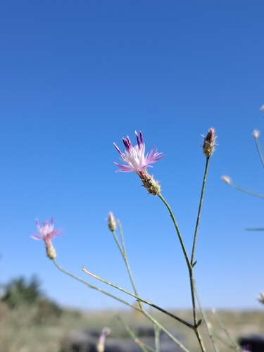 Centaurea virgata