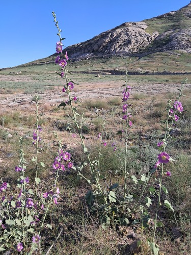 Alcea rhyticarpa