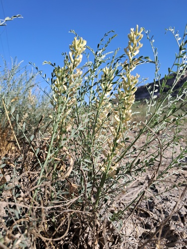 Sophora pachycarpa