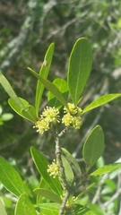 Forestiera segregata