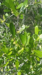 Forestiera segregata