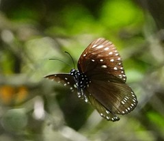 Euploea midamus