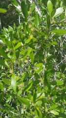 Forestiera segregata