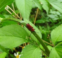 Rhodobaenus sanguineus