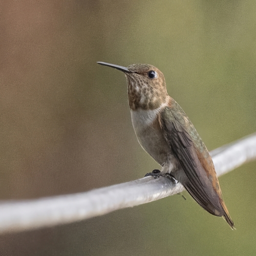 Rufous Hummingbird, Alice, photo 9 of 10