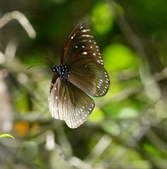 Euploea midamus