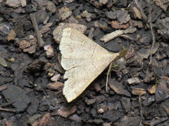 Renia flavipunctalis